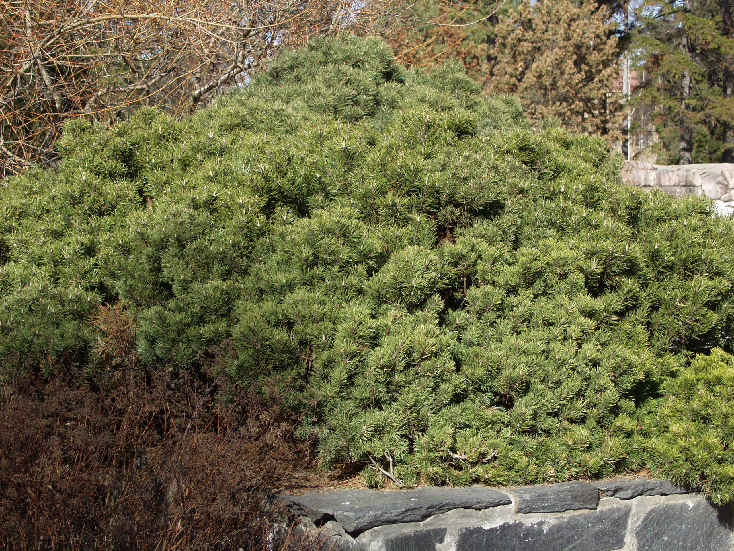 Kääpiövuorimänty; 25-30,At,3L,Ul