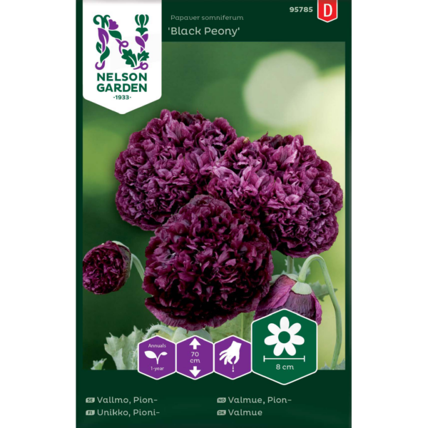 Pioniunikko 'Black Peony'