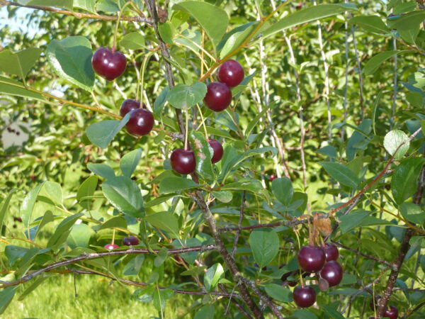 Pensaskirsikka 'Carmine Jewel'; runko 60-80, I lk,