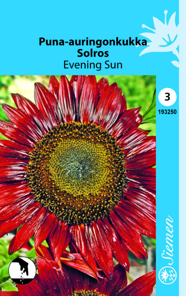 Puna-auringonkukka 'Evening Sun'