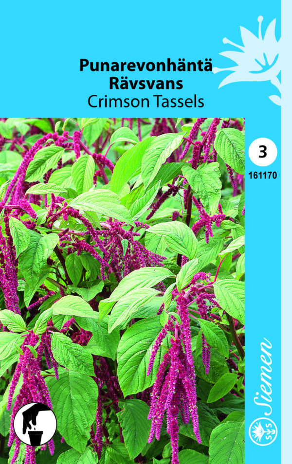 Punarevonhäntä 'Crimson Tassels'