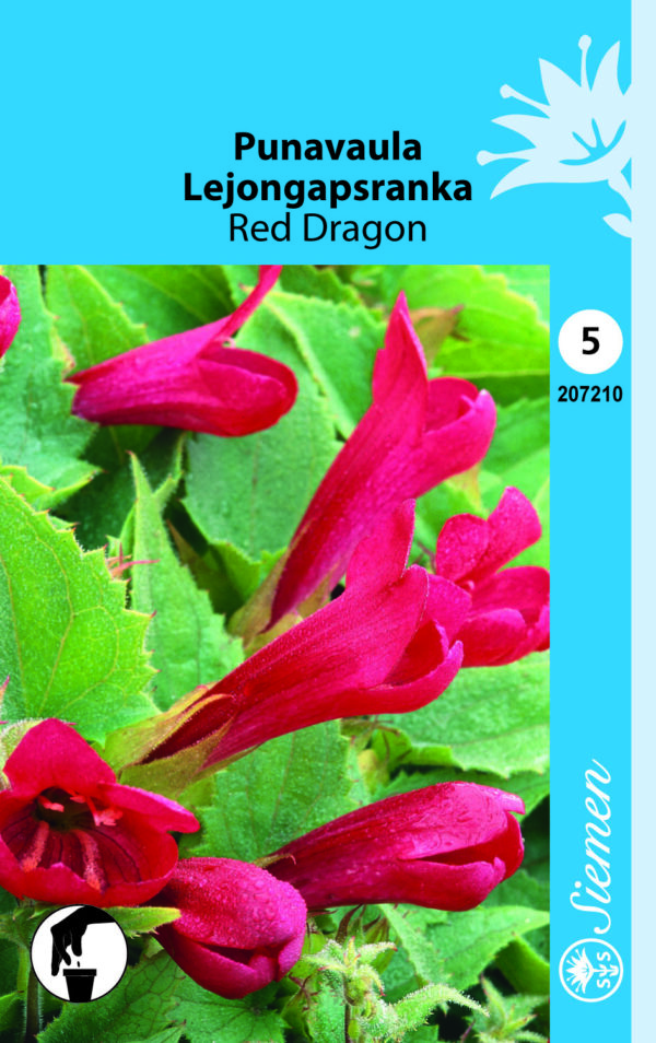 Punavaula 'Red Dragon'