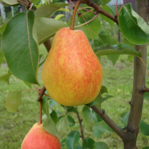 Päärynä ‘Lada’;I-lk, At