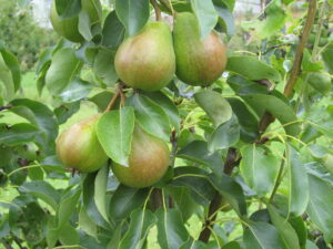 Päärynä ‘Pepi’; I lk,At,7,5 L