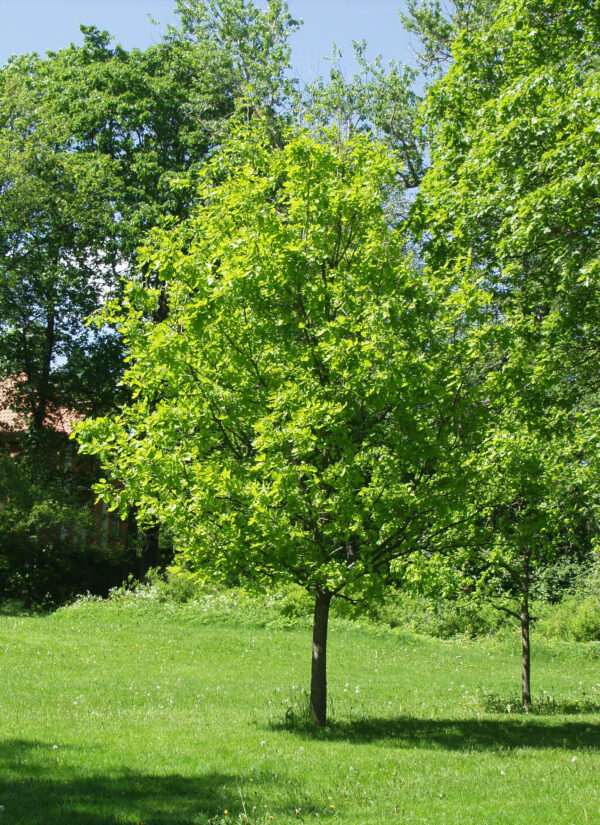 Tryffeli-Tammi; 80-100,At