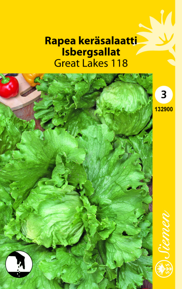Rapea keräsalaatti 'Great Lakes 118'
