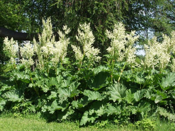 Raparperi 'Victoria'; At,3L