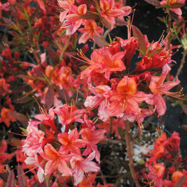 Gentinatsalea 'Aamurusko' FinE; 30-40,At,3L