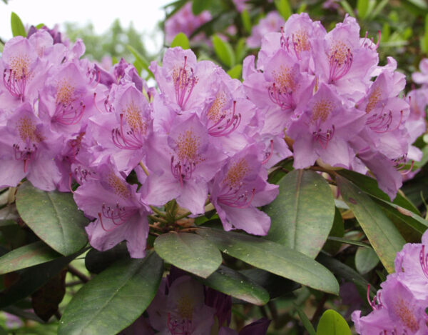 Puistoalppiruusu 'Catawbiense Grandiflorum'; At,5L