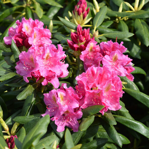 Alppiruusu 'Eino' FinE; 25-40,At,4L