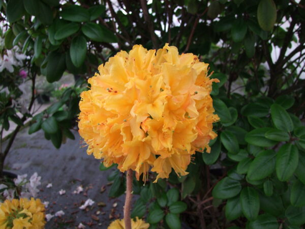 Revontuliatsalea 'Golden Lights'; 50-70,At 5L,Ul