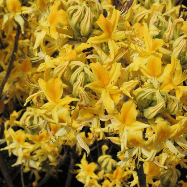 Gentinatsalea 'Kullannuppu' FinE; 30-40,At,3L