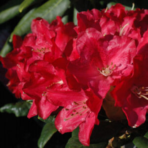 Alppiruusu ‘Mauritz’ FinE; 20-30,At,2L