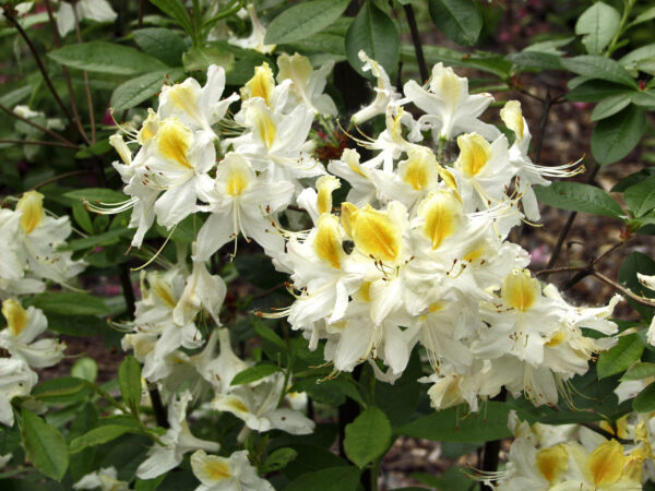Revontuliatsalea 'Norhern Hi-Lights'; 50-70,At 5L,
