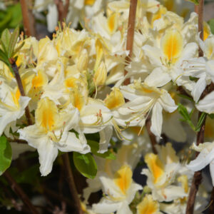 Revontuliatsalea 'Northern Hi-Lights'; 30-40,At,3L