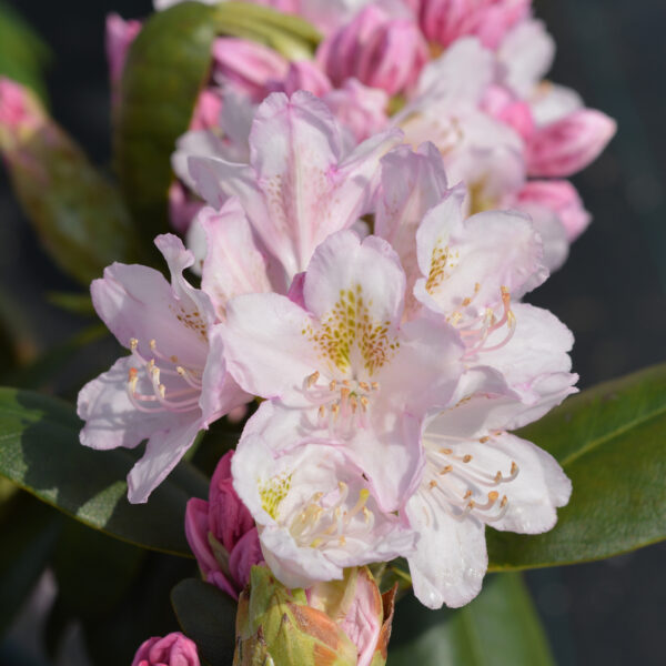 Alppiruusu 'Pekka' FinE; 30-40,At,4L