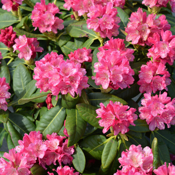 Alppiruusu 'Raisa' FinE; 25-40,At,4L