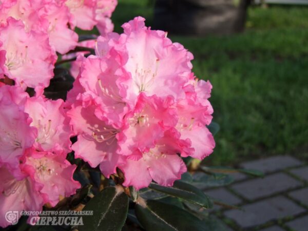 Alppiruusu 'Royal Rosy'; 25-30, At 5L,Ul