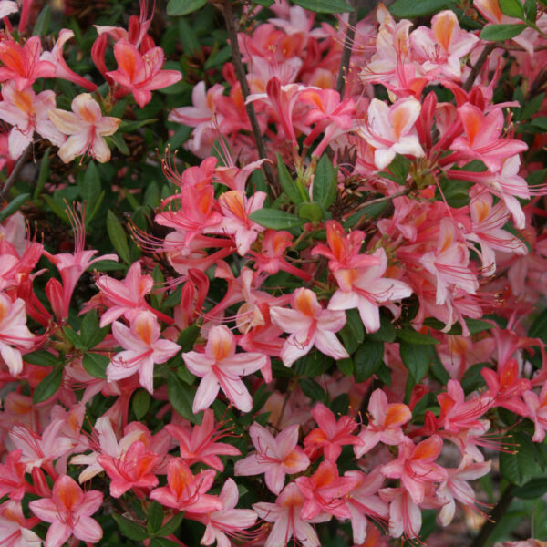 Puistoatsalea 'Tarleena' FinE;30-40, At, 3L