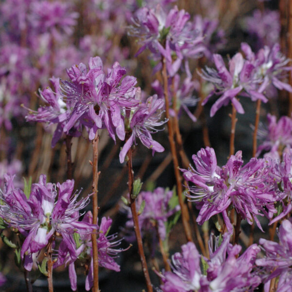 Kanadanatsalea 'Violetta'; 30-40, At 3L