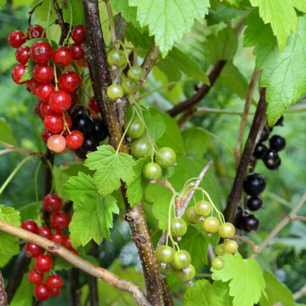Perheherukka; At,7,5L