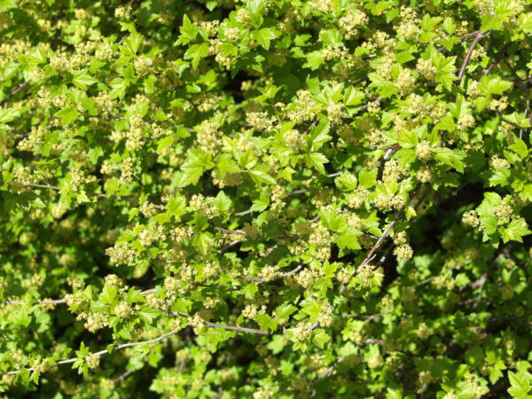 Taikinamarja; At,3L