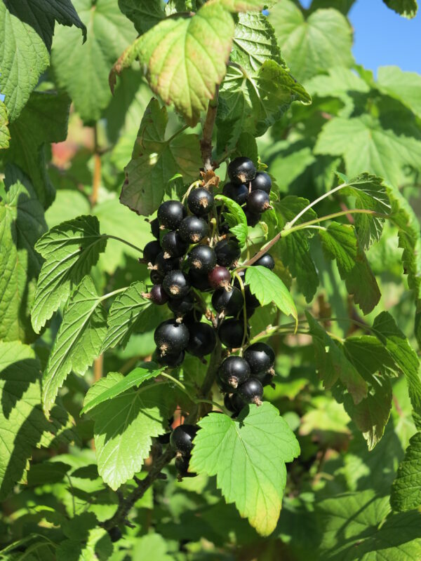 Mustaherukka 'Mikael' FinE; At,3L