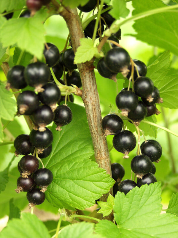 Mustaherukka 'Mortti' FinE; At,3L