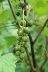 Viherherukka ’Venny’ FinE; At,3L