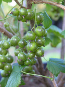 Viherherukka ’Vilma’ FinE; At,3L