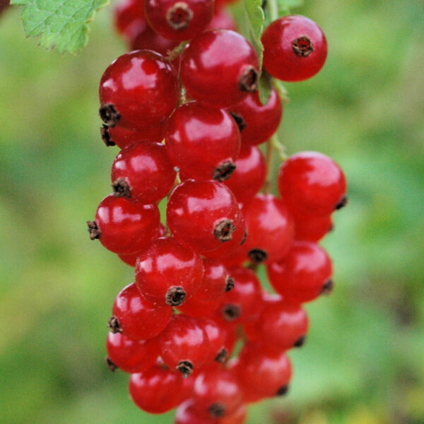 Punaherukka 'Punahilkka'; At,3L