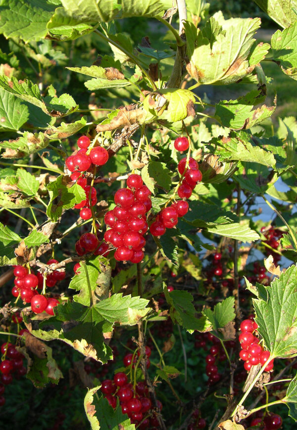 Punaherukka 'Katri' FinE; At,3L