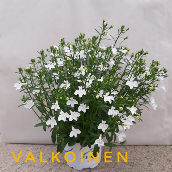 Riippalobelia valkoinen