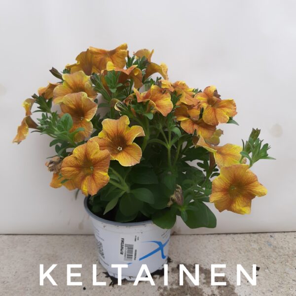 Riippapetunia keltainen