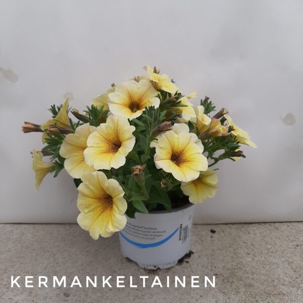 Riippapetunia kermankeltainen