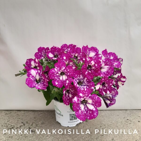 Riippapetunia pinkki valkoisillapilkuilla