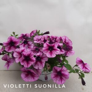 Riippapetunia violetti suonilla