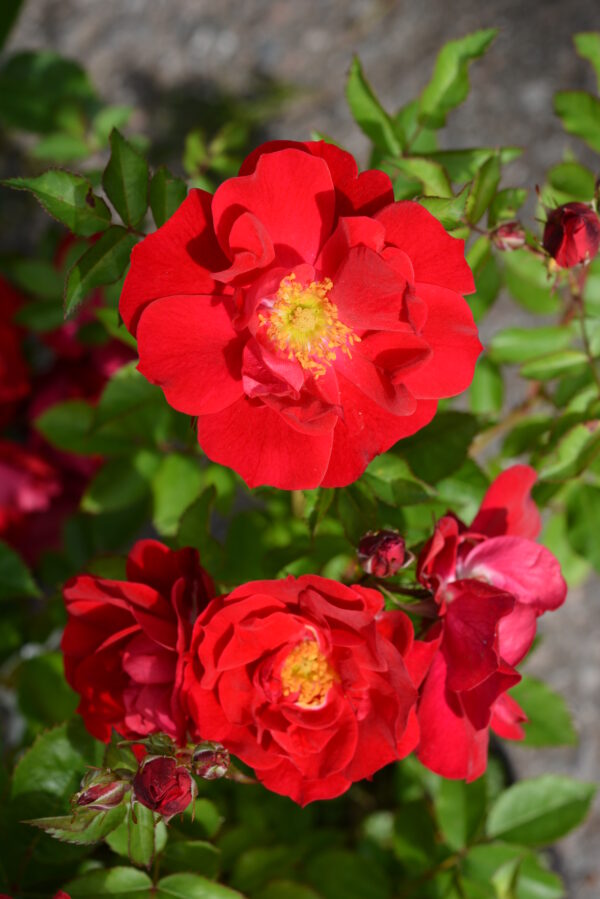 Puistoruusu 'Adelaide Hoodless'; At, 3 L