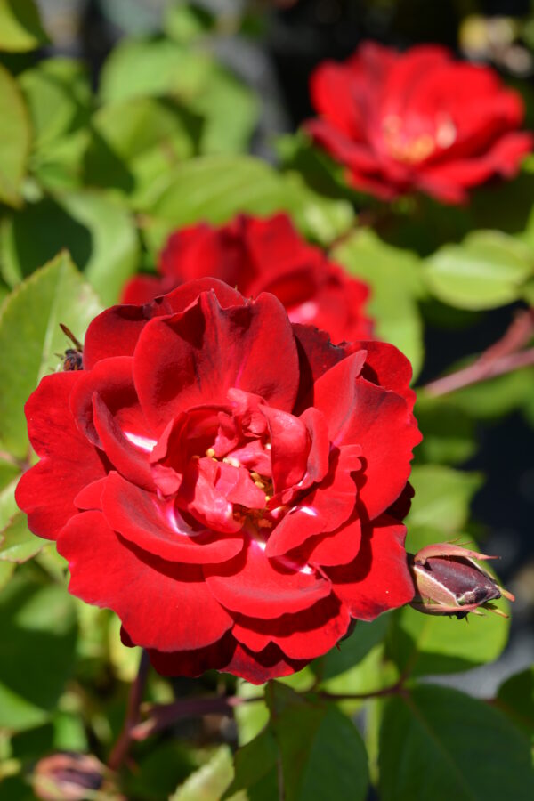 Ruusu 'Champlain'; Ep/At,3L,Ul