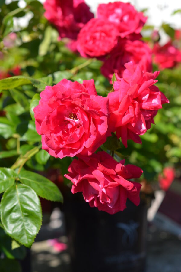 Ruusu 'My Girl'; At,3L