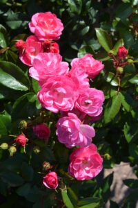 Ruusu ‘Pinktopia’; At,3L