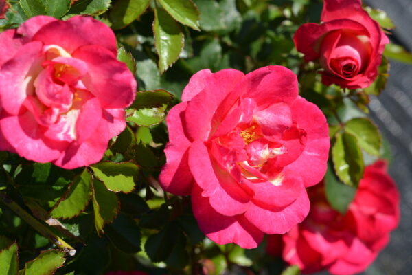 Ruusu 'Sunrise Sunset'; At,3L