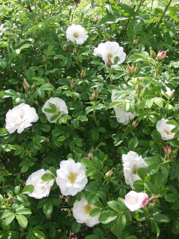 Tarhakurtturuusu 'Henry Hudson'; Ep/At,3L,Ul