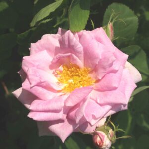 Mustialanruusu 'Minette'; At,3L