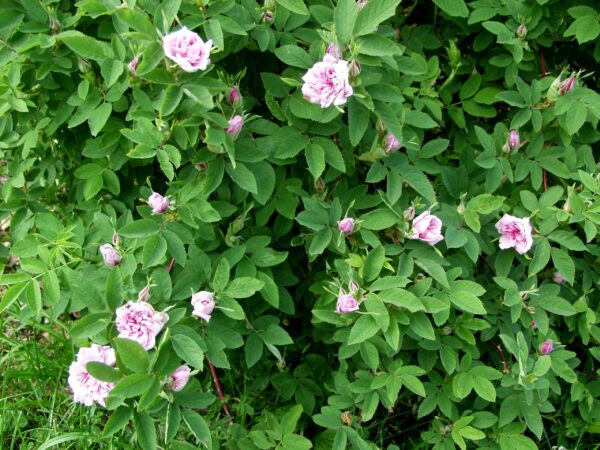 Onnenruusu 'Onni';At,3L