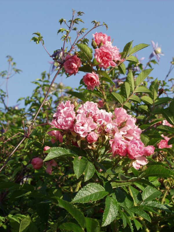 Neilikkaruusu 'Pink Gootendorst'; Ep/At,3,5L,Ul