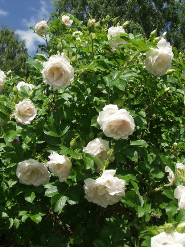 Tarhakurtturuusu 'Ritausma'; At,3L