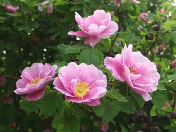 Blandanruusu 'Tarja Halonen'; At,3 L
