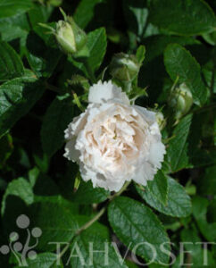 Neilikkaruusu ‘White Grootendorst’; Ep/At,3L,Ul