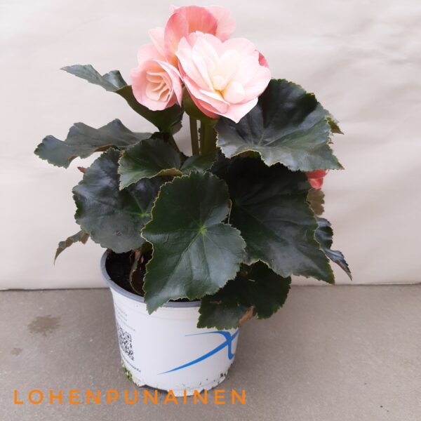 Ruusubegonia lohenpunainen